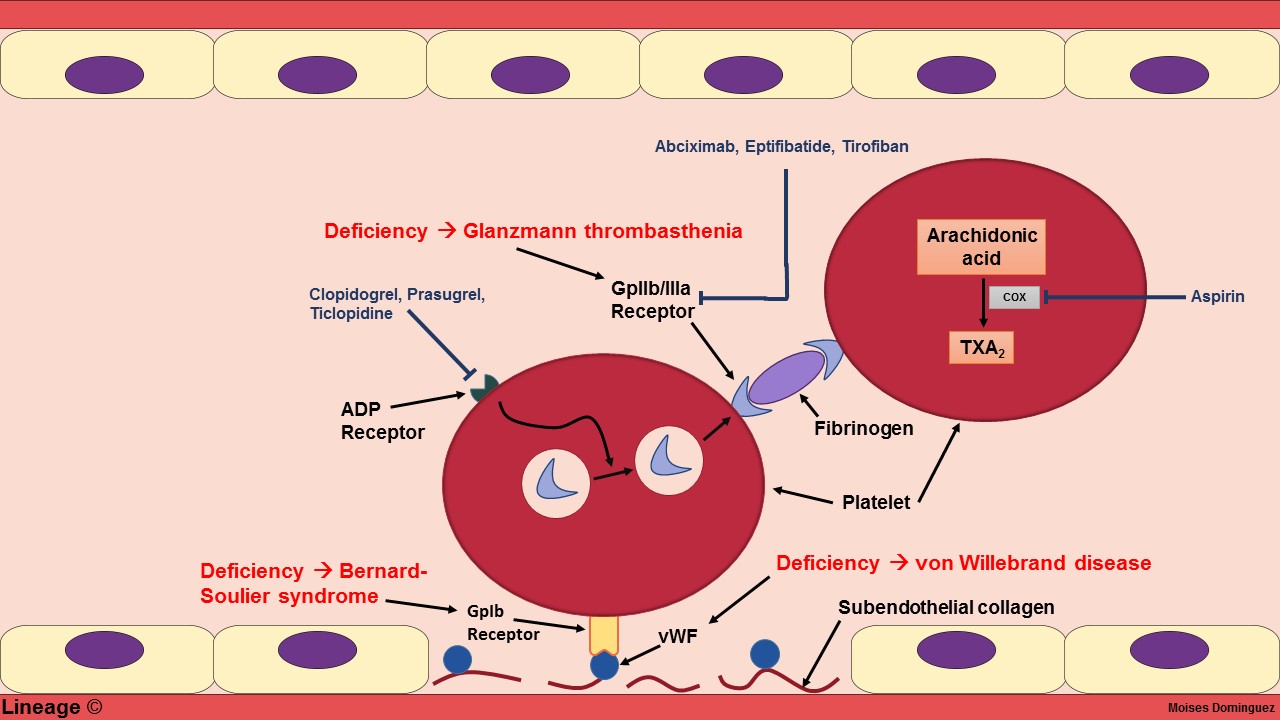 Von Willebrand Disease Hematology Medbullets Step 1